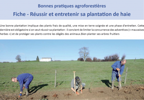 Réussir et entretenir sa plantation de haie